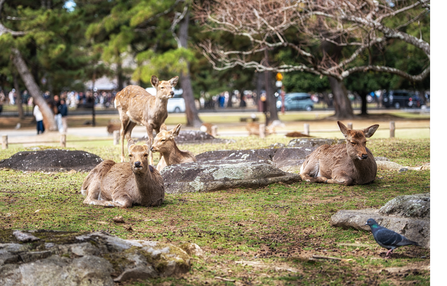 Des daims se reposant dans un parc dans la ville de Nara.
