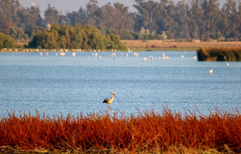 Paysage du parc national de Doñana avec un oiseau au bord de l’eau et des flamants roses en arrière-plan.