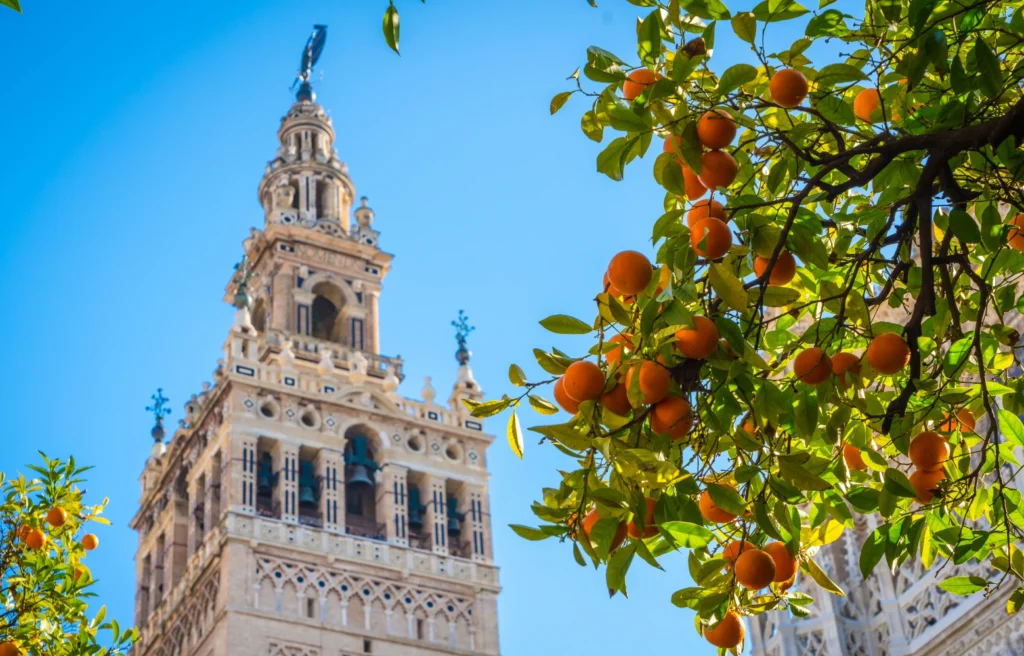 La Giralda de Séville avec des orangers en premier plan sous un ciel bleu.
